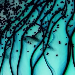 Meet your Posher, Stephany